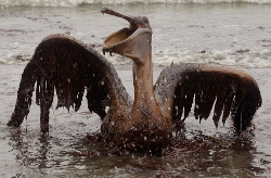 Gulf oil spill: the aftermath